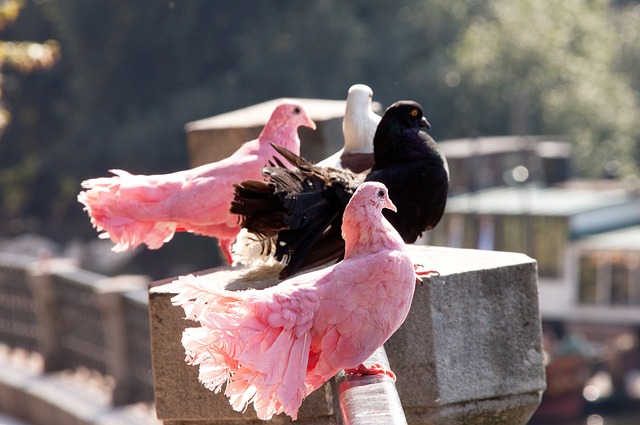 张玉宁作为 张玉宁作为