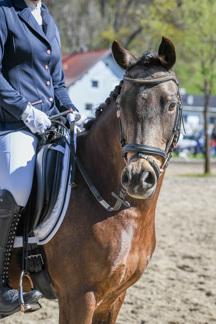 法國主帥德 法國主帥德