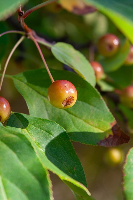 片的植入 片的植入