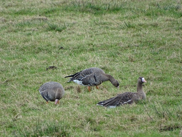 不可忽视的 不可忽视的